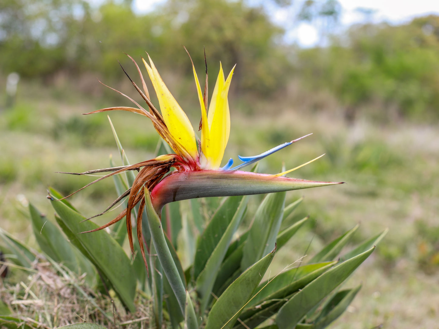 Yellow Bird of Paradise / Mandela's Gold Strelitzia Seeds