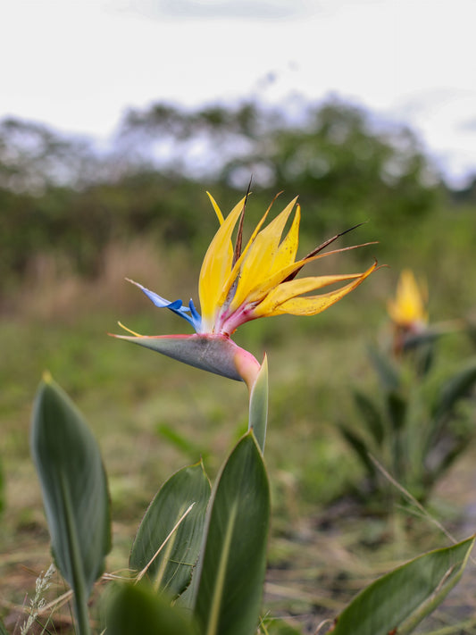 Yellow Bird of Paradise / Mandela's Gold Strelitzia Seeds