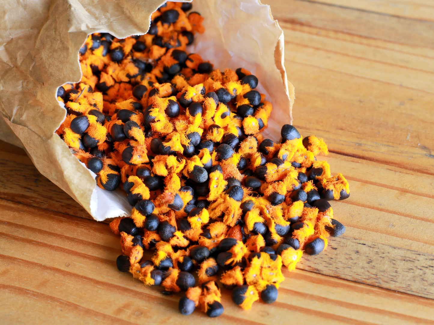 Yellow Bird of Paradise / Mandela's Gold Strelitzia Seeds