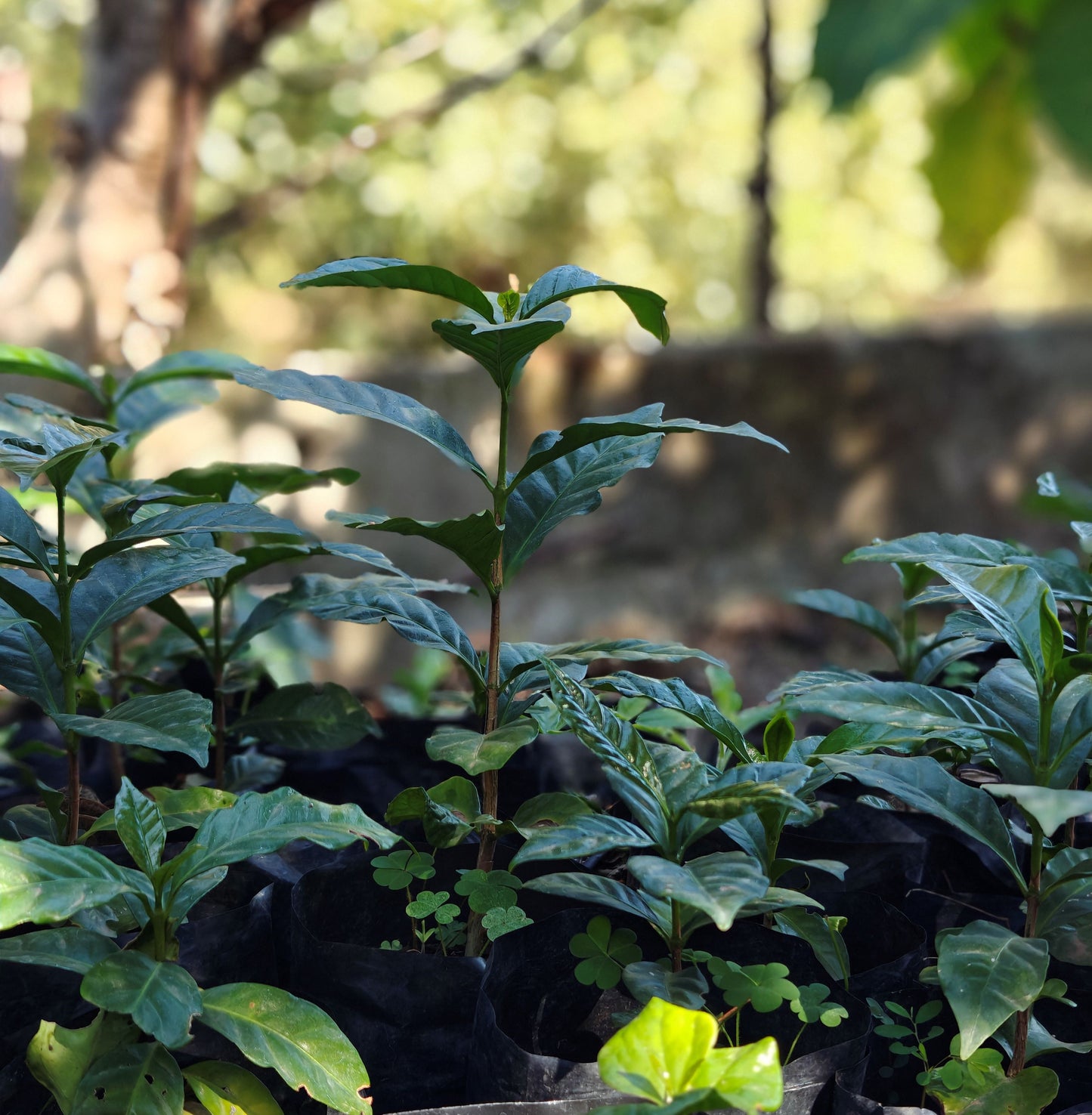 F6 Arabica Coffee Plant